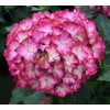 Саженец гортензии крупнолистной Мэджикал орнамент (Мagical Ornament): фото и описание