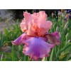 Саженец ириса Прелестный розовый: фото и описание