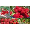 5 саженцев клубники (комплект) (Королева Елизавета (Queen Elizabeth) 2шт, Альбион (Albion) 3шт): фото и описание