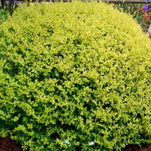 Бирючина Овальнолистная