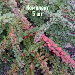 Комплект 5шт / Барбарис Тунберга Грин Карпет 5лет