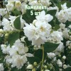 Саженцы Чубушника (жасмина садового) Горностаева Мантия - 5 шт.: фото и описание