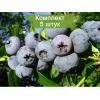 Саженцы голубики Бонус (Bonus) -  5 шт.: фото и описание