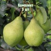 Саженцы Груши Орловская летняя - 5 шт.: фото и описание