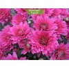 Саженцы хризантемы мультифлора Брандевил (Brandrim) -  5 шт.: фото и описание