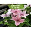 Саженцы клематиса Пинк Фэнтези (Pink Fantasy) -  5 шт.: фото и описание