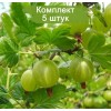 Саженцы крыжовника Юбилейный -  5 шт.: фото и описание