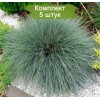 Саженцы овсяницы сизая Фестина (Festina)  -  5 шт.: фото и описание