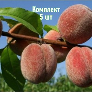 Комплект 5шт / Персик Пушистый ранний
