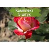 Саженцы чайно-гибридной розы Биколетте (Bicolette) -  5 шт.: фото и описание