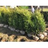 Туя Брабант (Brabant)  100-150 см -  5 шт.: фото и описание