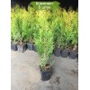 Туя Смарагд (Smaragd) 40-60 см -  5 шт.: фото и описание