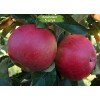 Саженцы яблони Спартан -  5 шт.: фото и описание