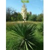 Саженцы юкки Узколистная -  5 шт.: фото и описание