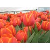 Срезка Луковица Тюльпанаов на 8 марта оптом Луковица Тюльпана Ад Рем (Ad Rem): фото и описание