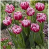 Срезка Луковица Тюльпанаов на 8 марта оптом Луковица Тюльпана Колумбус (Columbus): фото и описание